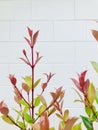 Photinia with white brick wall background. Vertical.